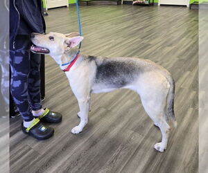 German Shepherd Dog-Unknown Mix Dogs for adoption in Winston Salem, NC, USA