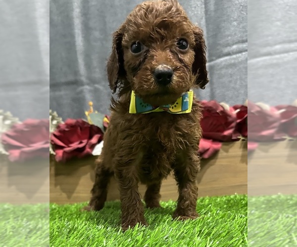 Medium Photo #1 Goldendoodle (Miniature) Puppy For Sale in CHULA VISTA, CA, USA