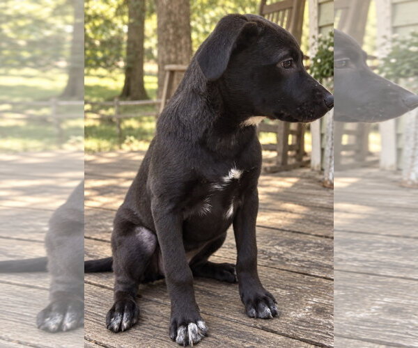 Medium Photo #2 Borador Puppy For Sale in Southbury, CT, USA