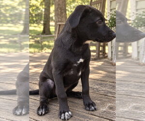 Milky Way~meet me! - Male Borador Dog for Adoption - Photo #2