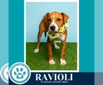 Small #6 Boxer Mix