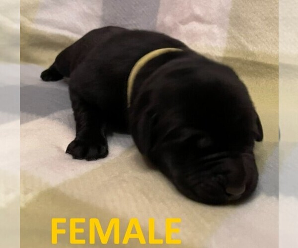 Medium Photo #9 Labrador Retriever Puppy For Sale in OLEAN, NY, USA
