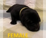 Small #8 Labrador Retriever