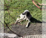 Small #2 Poodle (Standard)