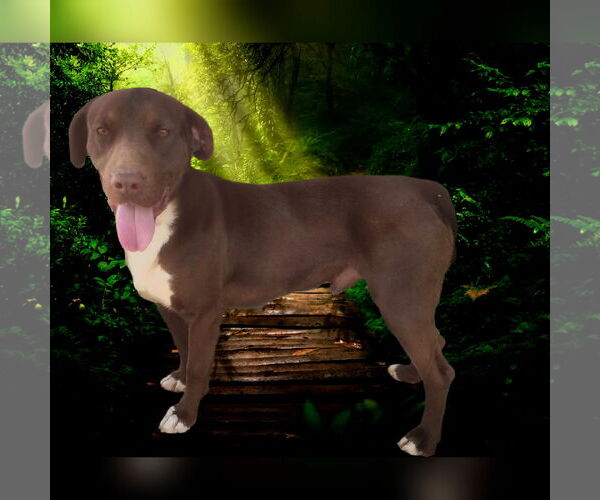Medium Photo #1 Chocolate Labrador retriever-Unknown Mix Puppy For Sale in Apple Valley, CA, USA