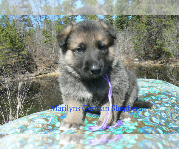 Medium Photo #2 German Shepherd Dog Puppy For Sale in PIEDMONT, MO, USA