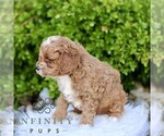 Small #4 Cavapoo