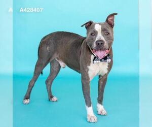 Mutt Dogs for adoption in Conroe, TX, USA