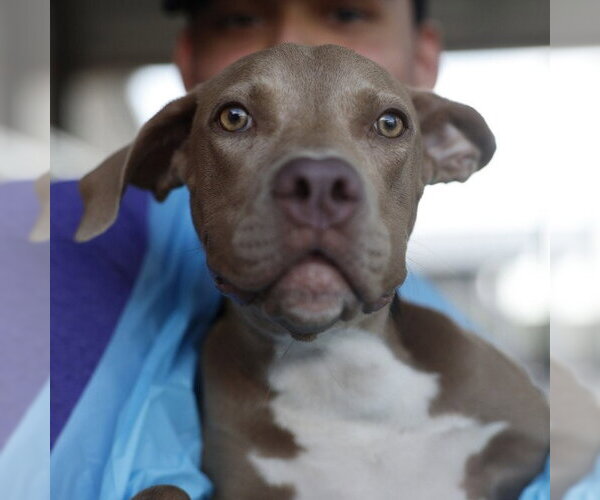 Medium Photo #1 American Staffordshire Terrier Puppy For Sale in San Antonio, TX, USA