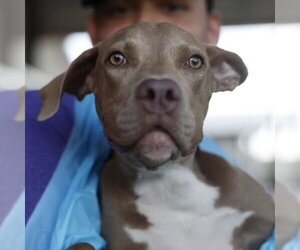 American Staffordshire Terrier Dogs for adoption in San Antonio, TX, USA
