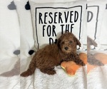 Small #4 Goldendoodle (Miniature)