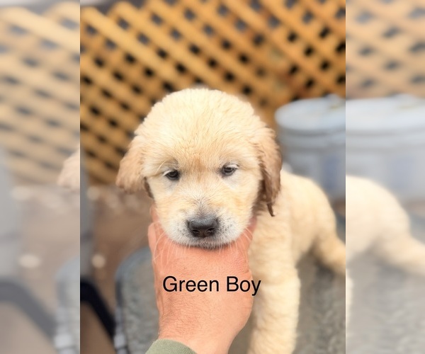Medium Photo #6 Golden Retriever Puppy For Sale in CHIPPEWA FALLS, WI, USA