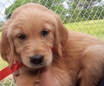 Small #6 Golden Retriever