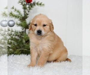 Golden Retriever Puppy for sale in NEWPORT, PA, USA