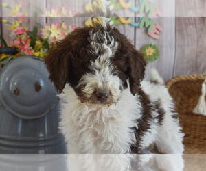 Poodle (Standard) Puppy for sale in MONETT, MO, USA