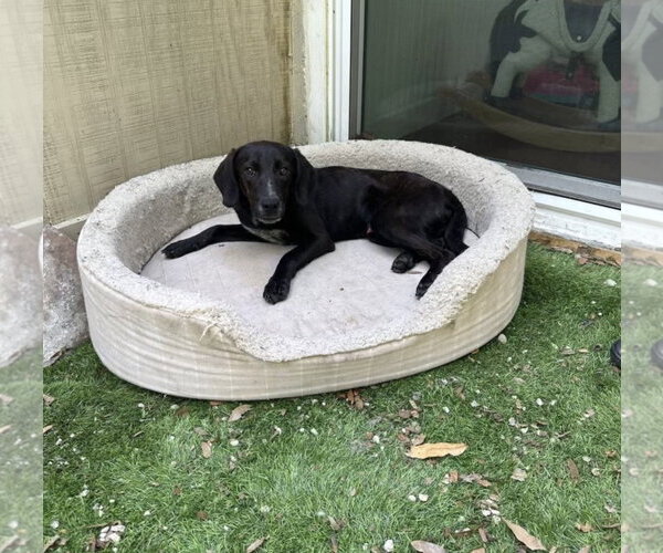 Medium Photo #1 Beagle-Plott Hound Mix Puppy For Sale in Sanford, FL, USA