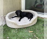 Small Beagle-Plott Hound Mix