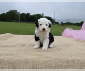 Newfoundland Puppy for sale in FAIR GROVE, MO, USA