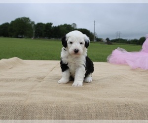 Old English Sheepdog Puppy for sale in FAIR GROVE, MO, USA