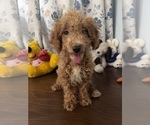 Havapoo puppies - Male Havapoo Puppy for Sale - Photo #12