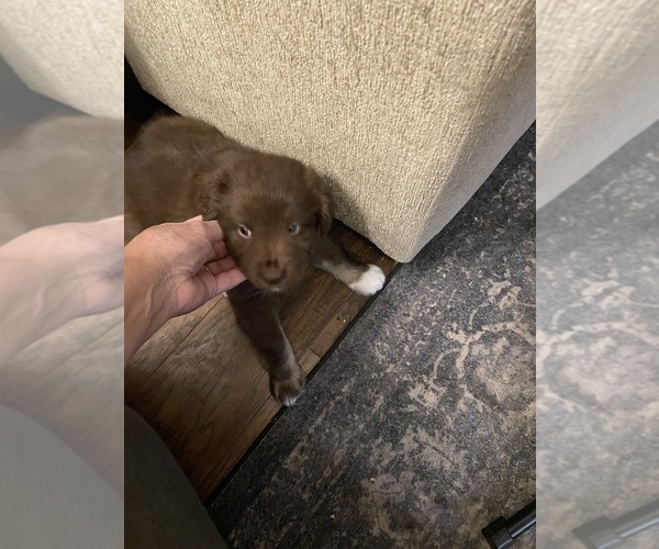 Medium Photo #4 Miniature Australian Shepherd Puppy For Sale in ASHUELOT, NH, USA
