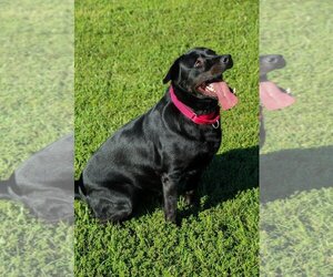 Magpie - Female Labrador Retriever-Unknown Mix Dog for Adoption - Photo #4