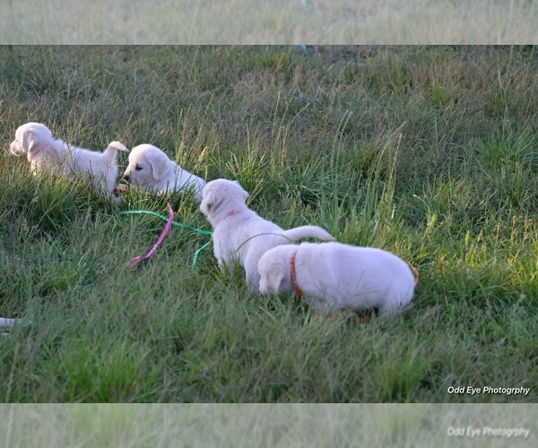 Medium Photo #13 Golden Retriever Puppy For Sale in WILTON, CA, USA