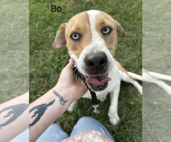 Medium Photo #2 Mutt Puppy For Sale in Farmerville, LA, USA