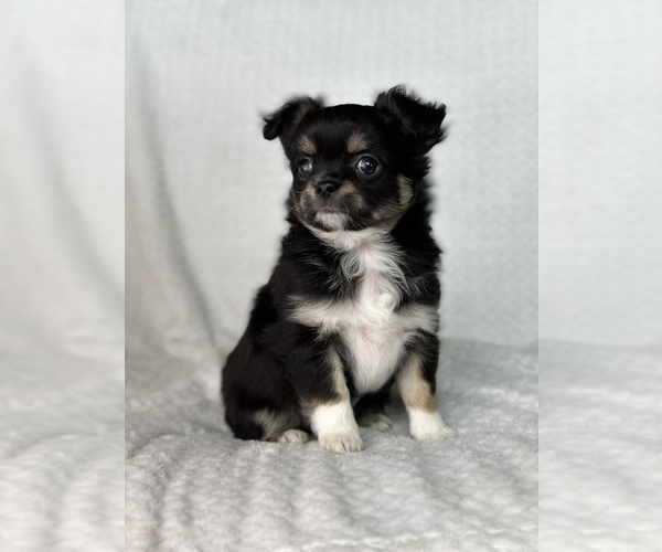 Medium Photo #5 Chihuahua Puppy For Sale in BEAUMONT, TX, USA