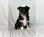 Small Photo #5 Chihuahua Puppy For Sale in BEAUMONT, TX, USA