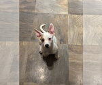 Small #2 American Pit Bull Terrier Mix