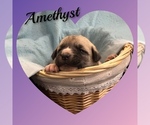 Small #5 Anatolian Shepherd
