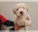 Small Photo #5 Maltipoo Puppy For Sale in CORONA, CA, USA