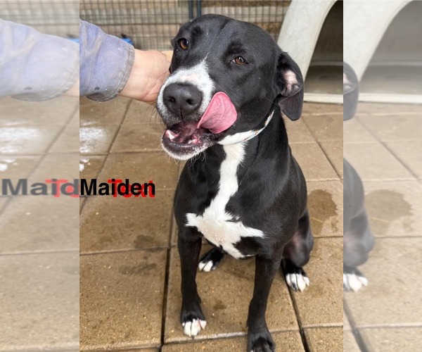 Medium Photo #3 Mutt Puppy For Sale in Farmerville, LA, USA