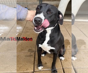 Maiden - Female Mutt Dog for Adoption - Photo #3