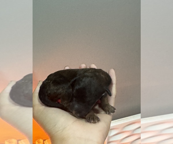 Medium Photo #4 Poodle (Standard) Puppy For Sale in LONGMONT, CO, USA