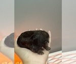Small #3 Poodle (Standard)