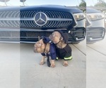 Small #4 French Bulldog