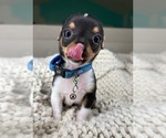 Small #3 Chihuahua
