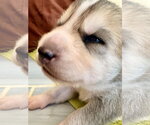 Small Photo #10 Siberian Husky-pomeranian spitz Mix Puppy For Sale in Holly Springs, NC, USA