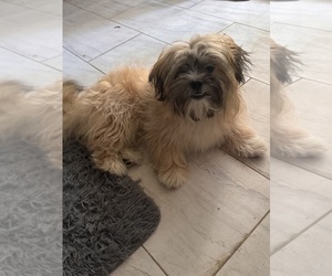 ShihPoo Puppy for sale in OCOEE, FL, USA