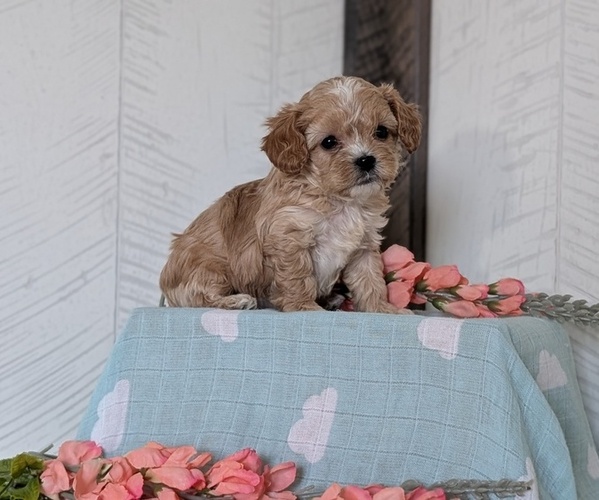 Medium Photo #25 Cockapoo (Toy) Puppy For Sale in GOSHEN, IN, USA