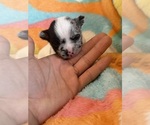 Image preview for Ad Listing. Nickname: Litter of 2