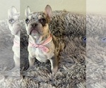 Small Photo #4 French Bulldog Puppy For Sale in GILBERT, AZ, USA