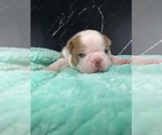 Small Photo #63 Boston Terrier Puppy For Sale in TULARE, CA, USA