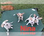 Small #3 Chihuahua Mix