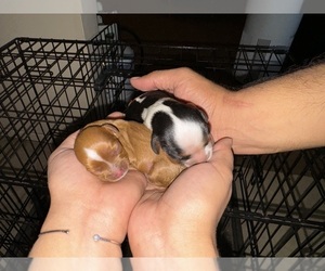 Cavalier King Charles Spaniel Puppy for Sale in ALBUQUERQUE, New Mexico USA