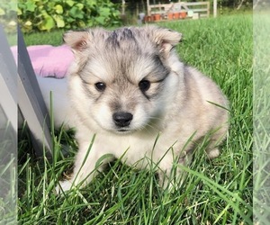 Pomsky Puppy for sale in SAVOY, MA, USA