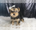 Small #6 Morkie