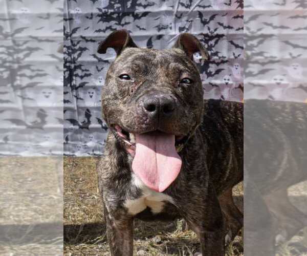 Medium Photo #1 American Pit Bull Terrier-Unknown Mix Puppy For Sale in Oakhurst, NJ, USA